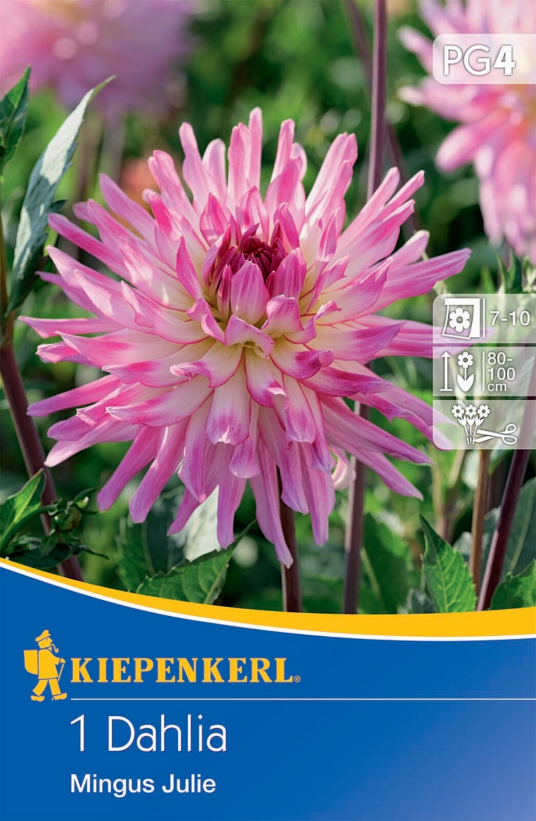 Flower bulb Dahlia Mingus Julie Kiepenkerl 1 pc