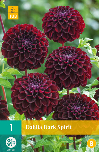 Bulb Dahlia Dark Spirit 1 piece JUB