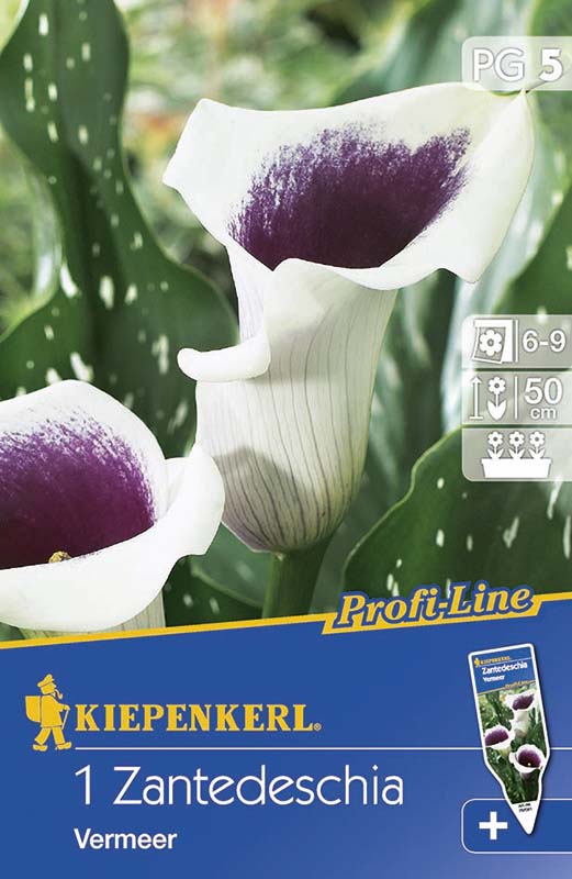 Flower bulb Calla Verme 1 pc