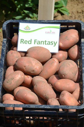 Potato seed tuber "Red Fantasy" 50 pcs