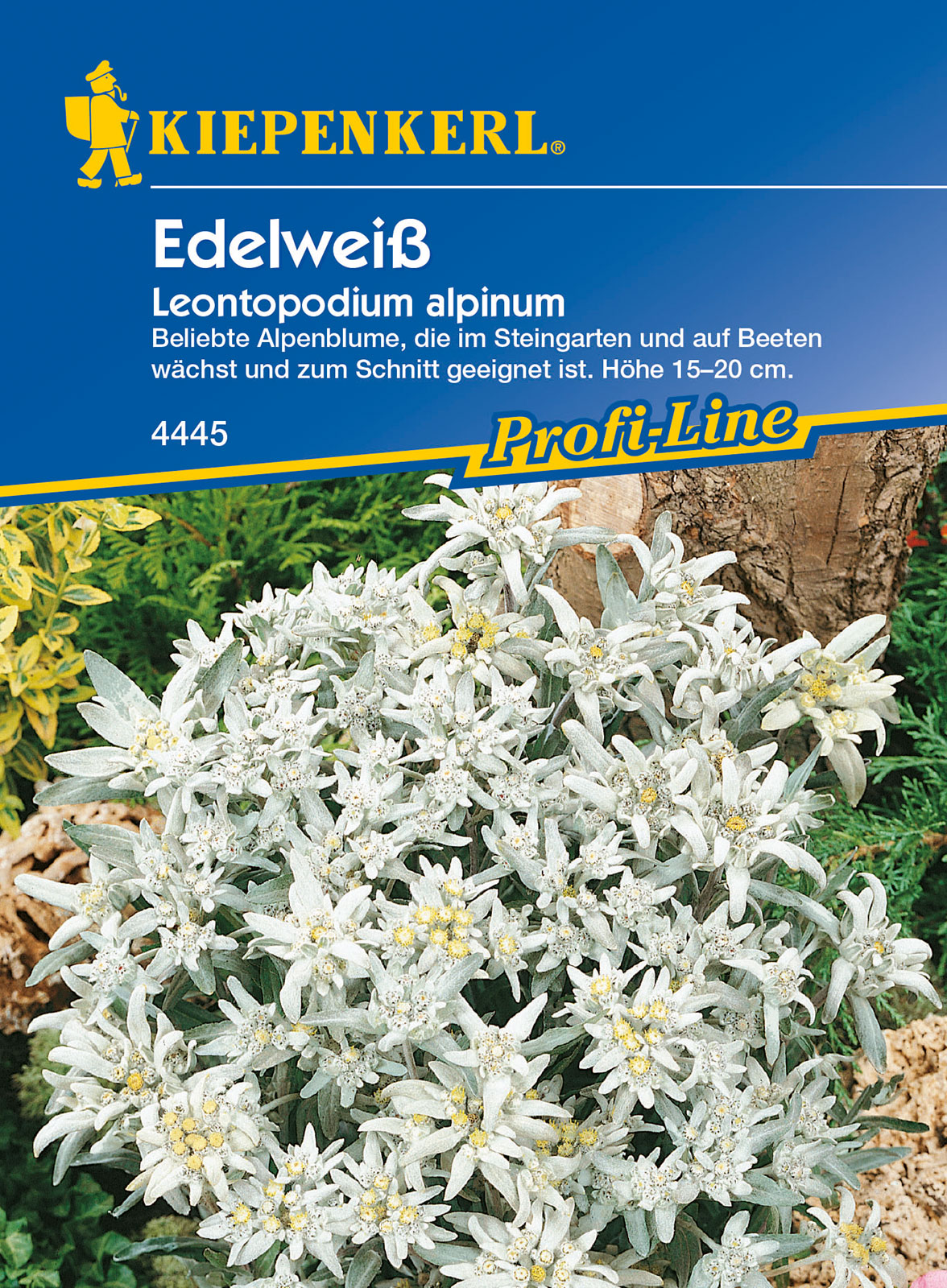 Coniferous poplar Kiepenkerl 30 pieces