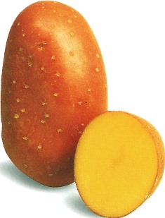 Potato seed tuber "Laura" 5 kg