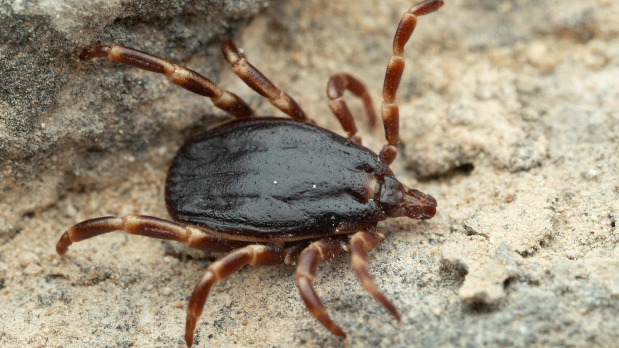 Hyalomma kullancs már régóta velünk van!