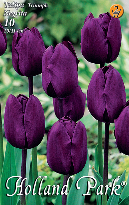 Flower bulb Tulip Negrita 10 pcs Garden Seed from Rédei