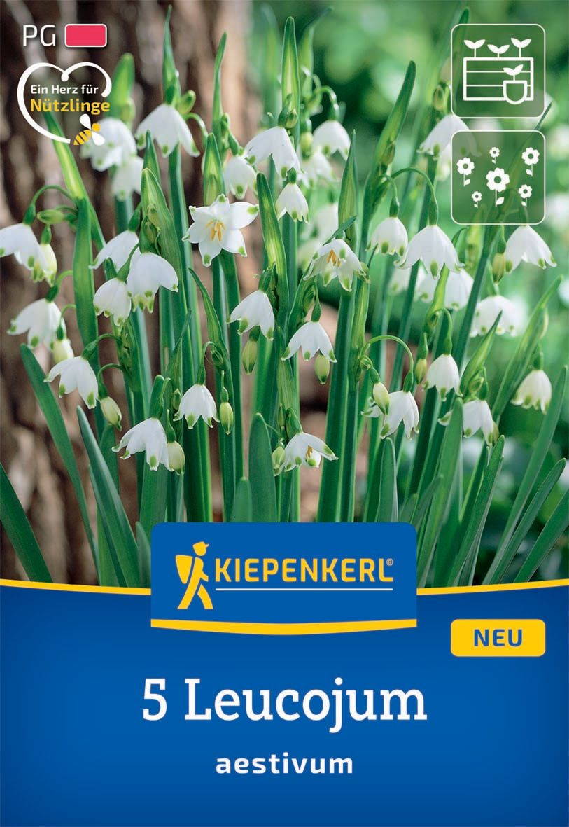 Bulb Spring Pea (Leucojum aestivum) Kiepenkerl 5 pcs