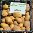 Potato seed tuber "Milva" 50 pcs