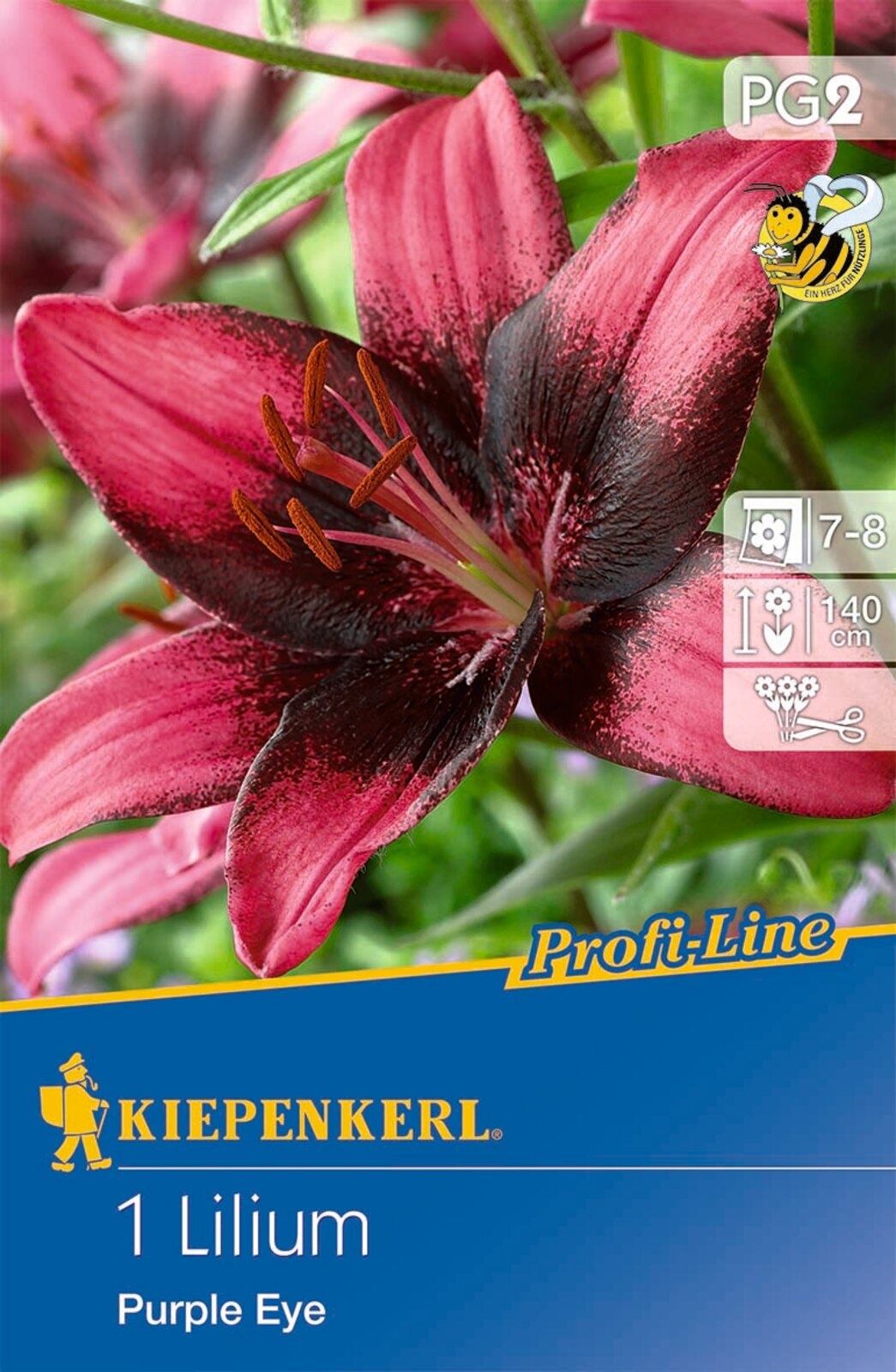 Flower bulb Lily Purple Eye (pink-burgundy) Kiepenkerl 1 pc