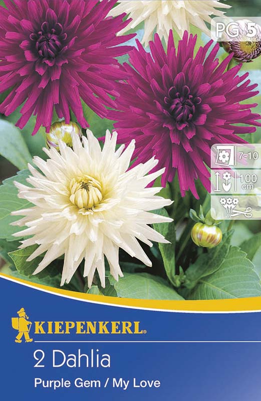 Flower Bulb Dahlia Duo PurpleGem &amp; My Love 2 pcs