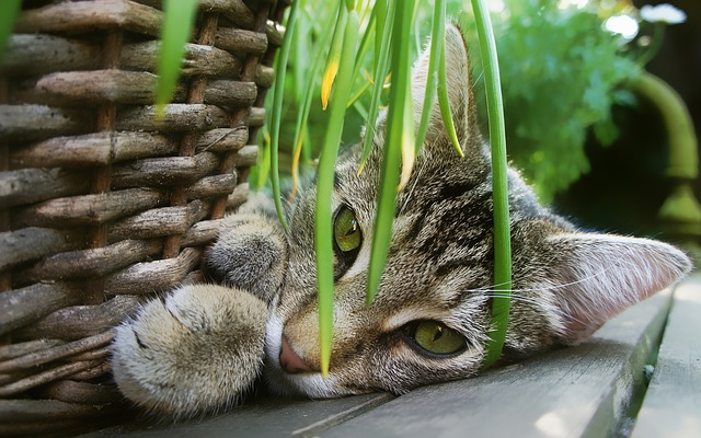 Macskák és kerti undormányok