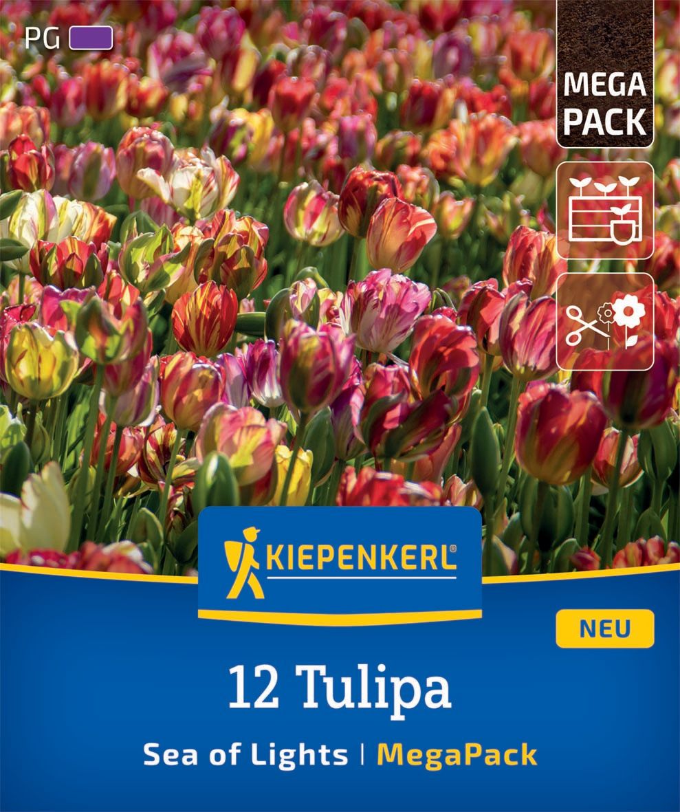 Bulb Tulip Sea of Lights Megapack Kiepenkerl 12 pcs