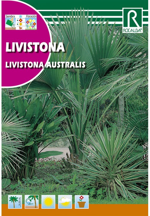 Ausztrál legyezőpálma (Livistona Australis) 3g  Rocalba