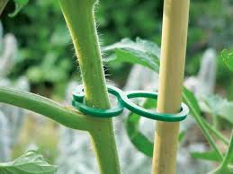 Plant clips "Tomatoclips" tomato clips 25 pcs