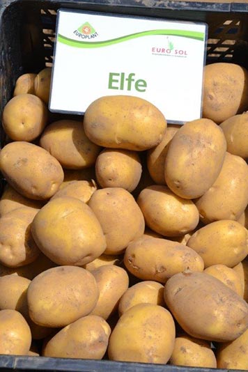 Potato seed tuber "Elfe" 50 pcs