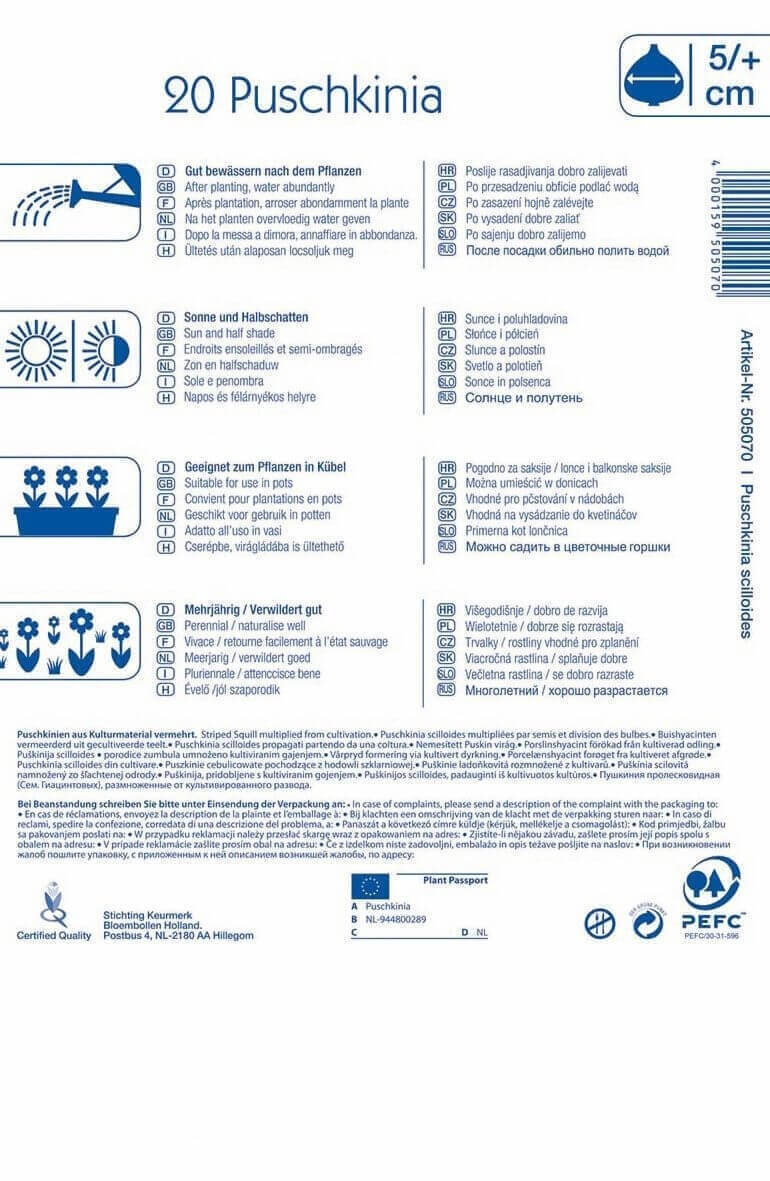 Virághagyma Csillagos Puskinvirág (Puschkinia) 10 db Kiepenkerl
