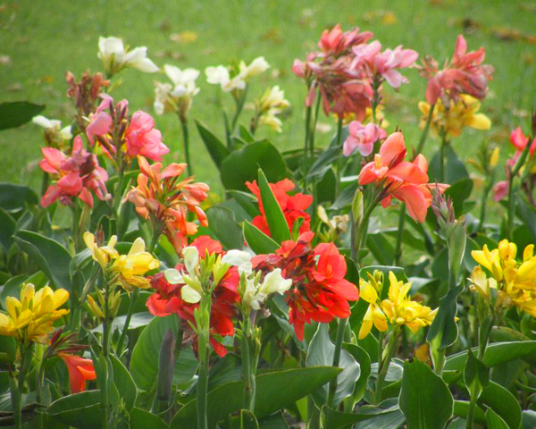 Rózsanád (Canna Indica) piros 5 szem