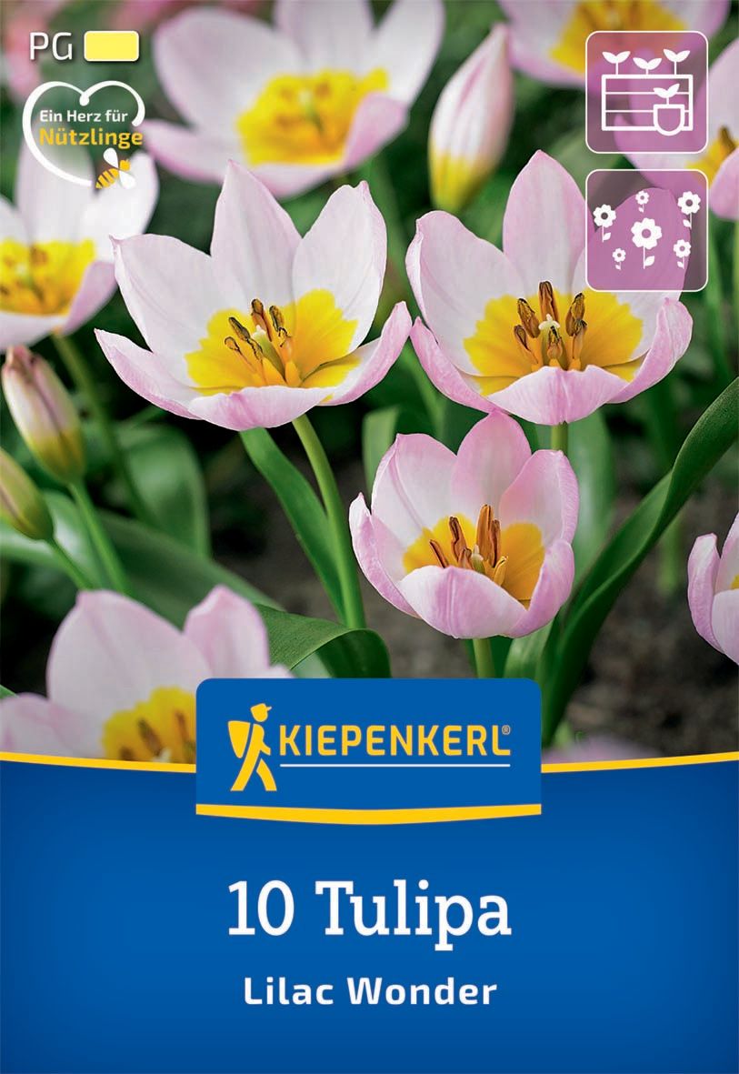 Virághagyma Tulipán Lilac Wonder Kiepenker 10 db