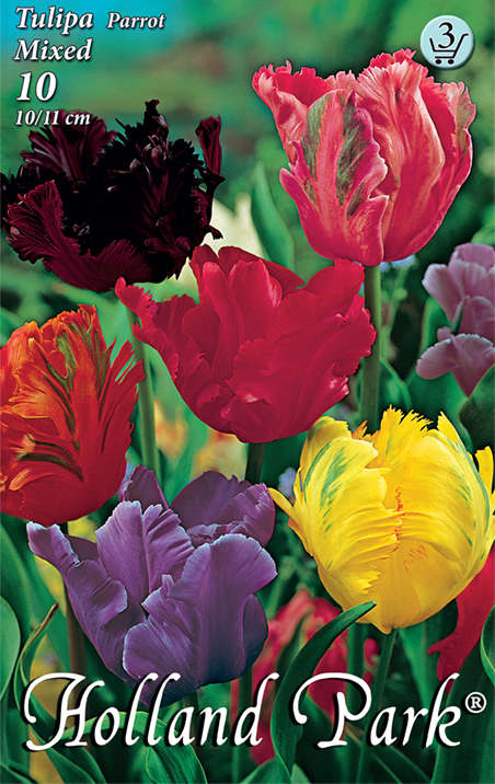 Flower Bulb Tulip Parrot Flower colour mix 10 pcs Garden Seed from Rédei