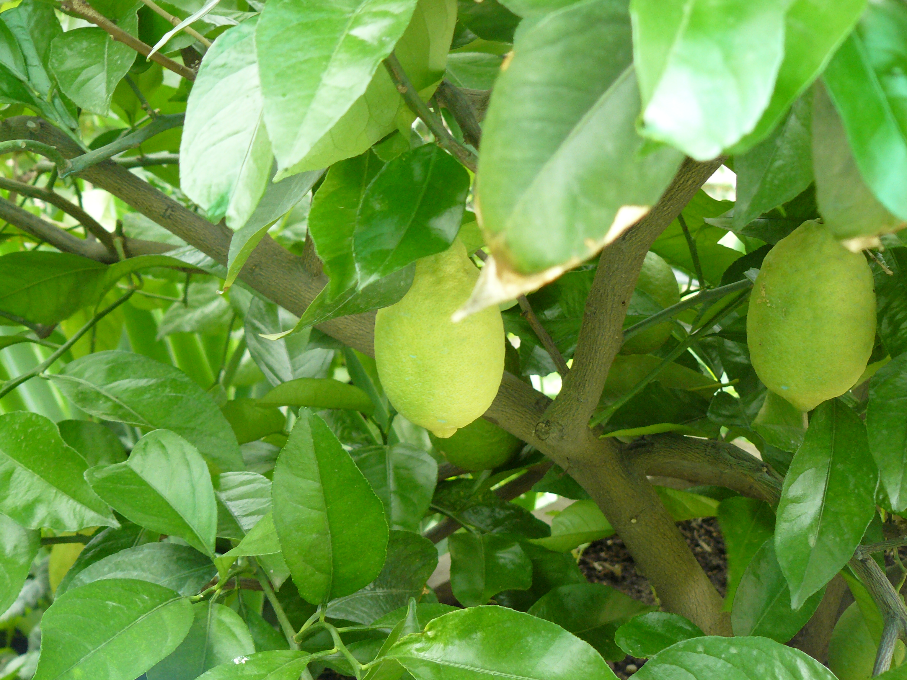 A citromfa nem dísznövény 