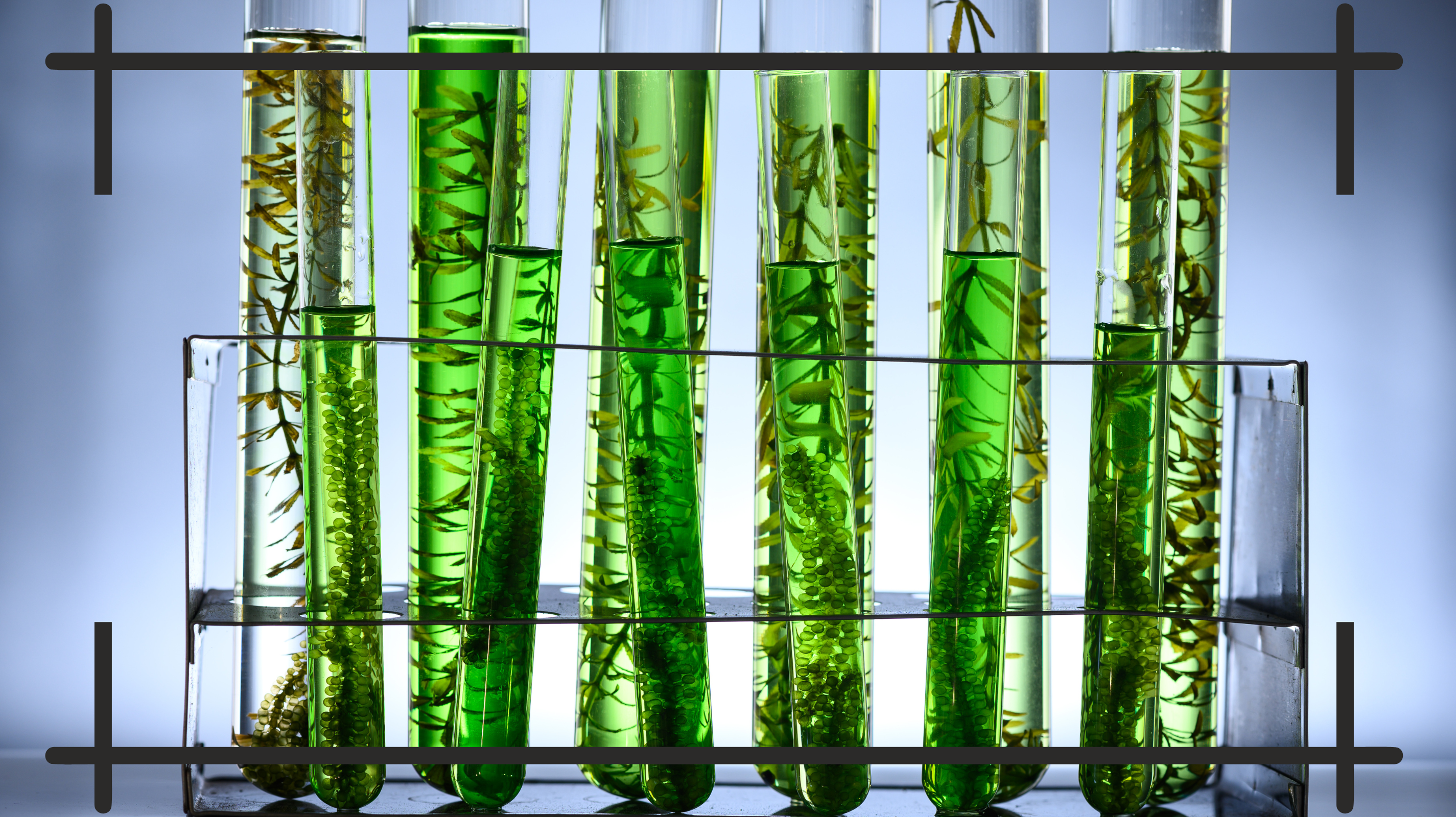 Az algák forradalma