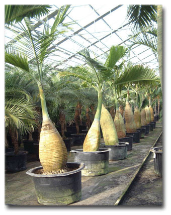 Bottle Palm (Hyophorbe lagenicaulis) 5 seeds