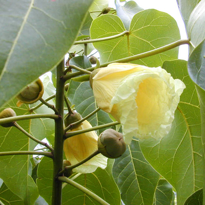 Indian Tulip (Thespesia populnea) 5 seeds