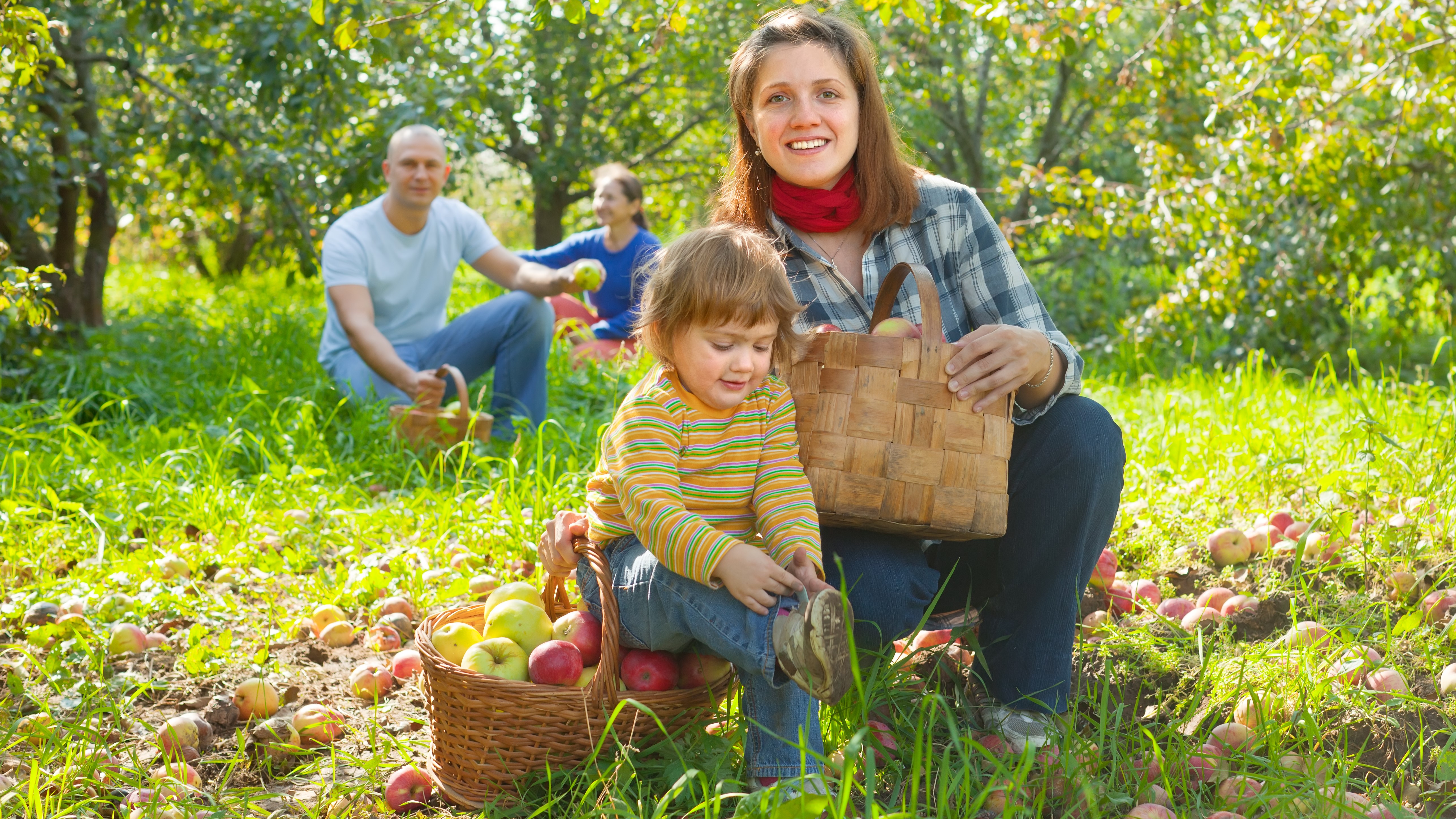 Milyen gyümölcsöket ültessünk a családnak?