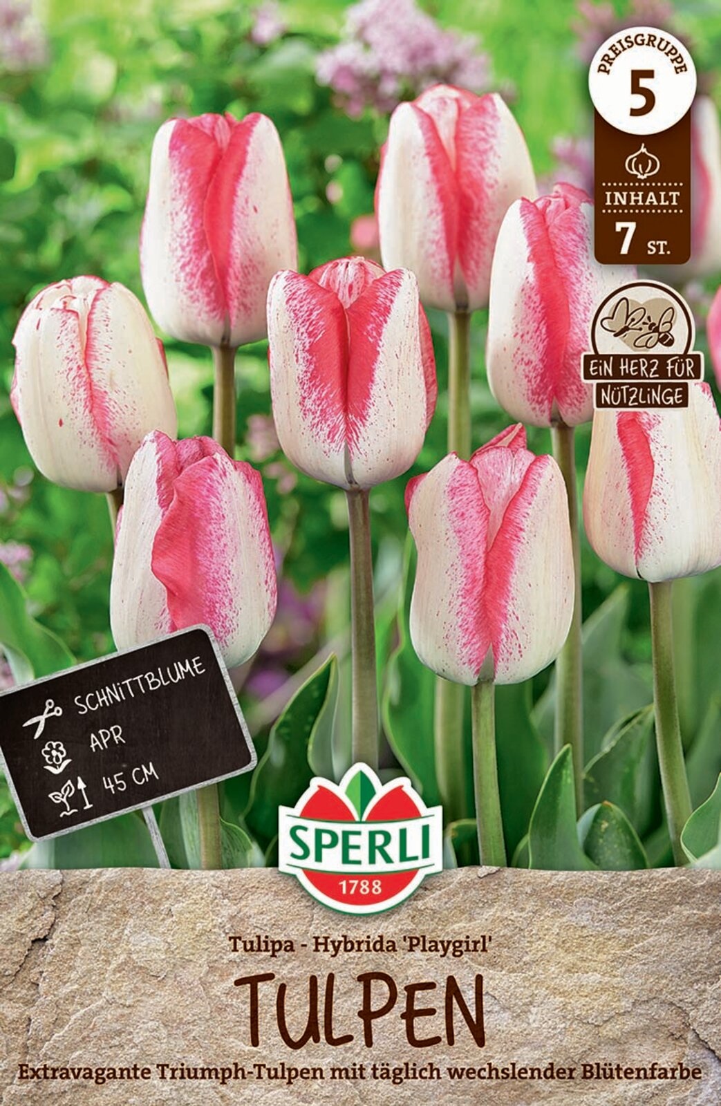 Flower Bulb Tulip Playgirl 7 pcs Sperli