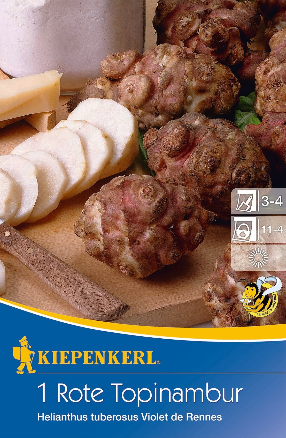 Csicsóka (rizóma) bordó Kiepenkerl 1 db