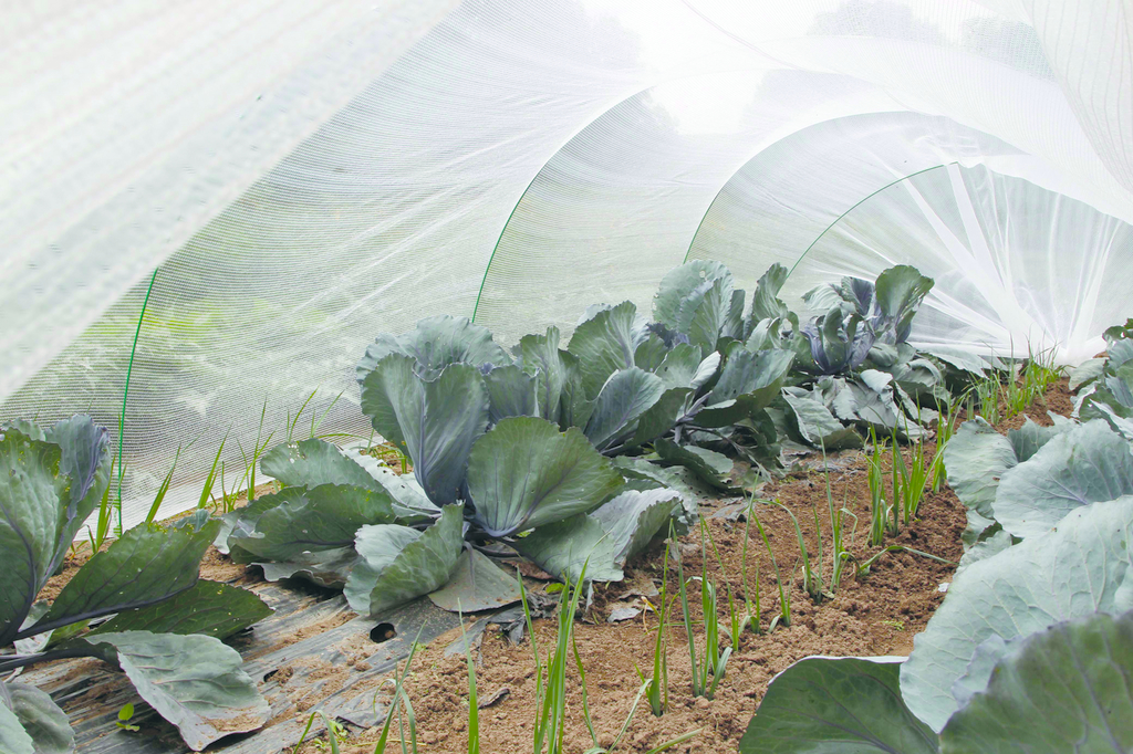 Insect protection net Protec 4x6 m