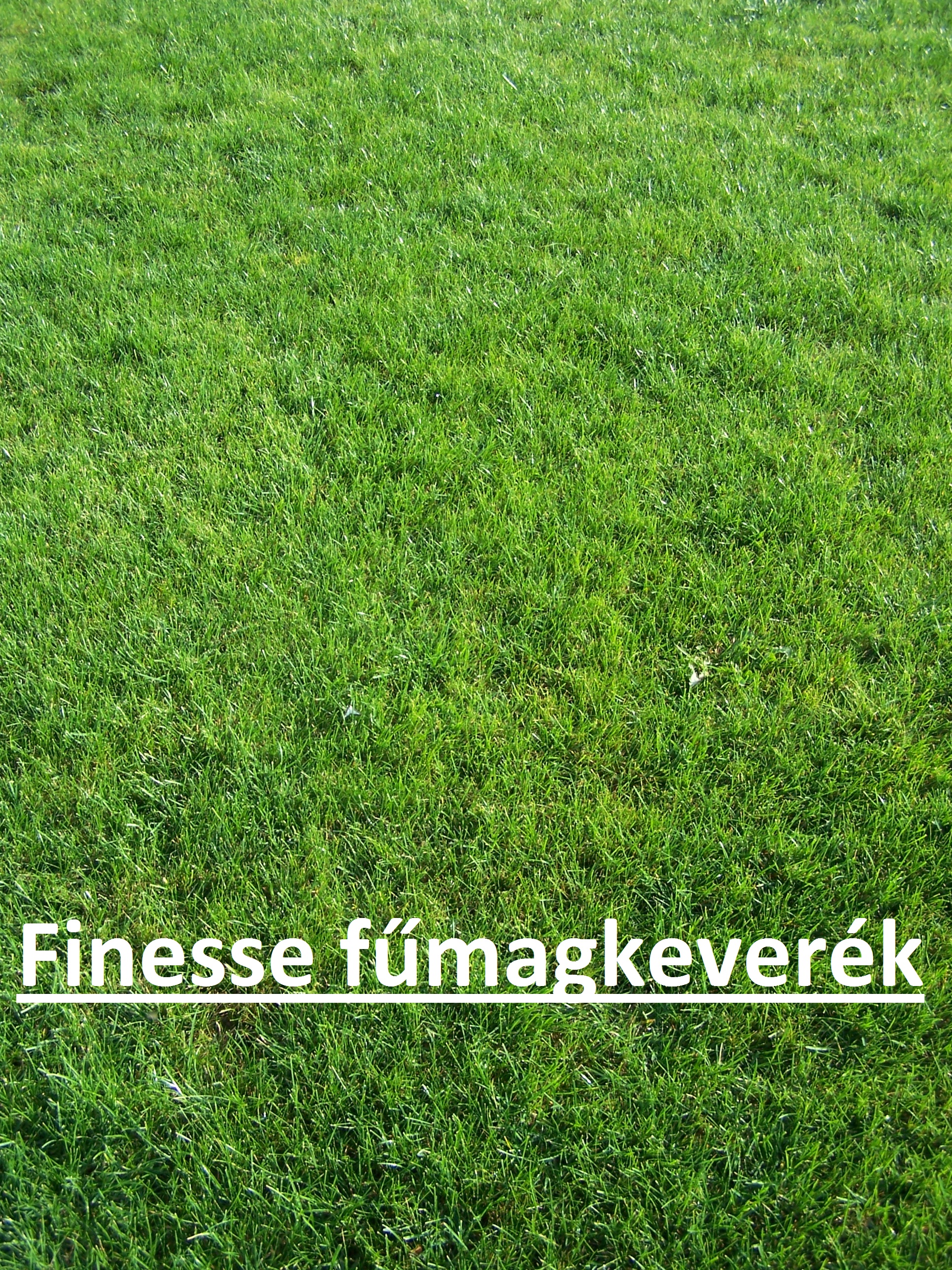 ICL grass seed Finesse (lawn type) 10 kg