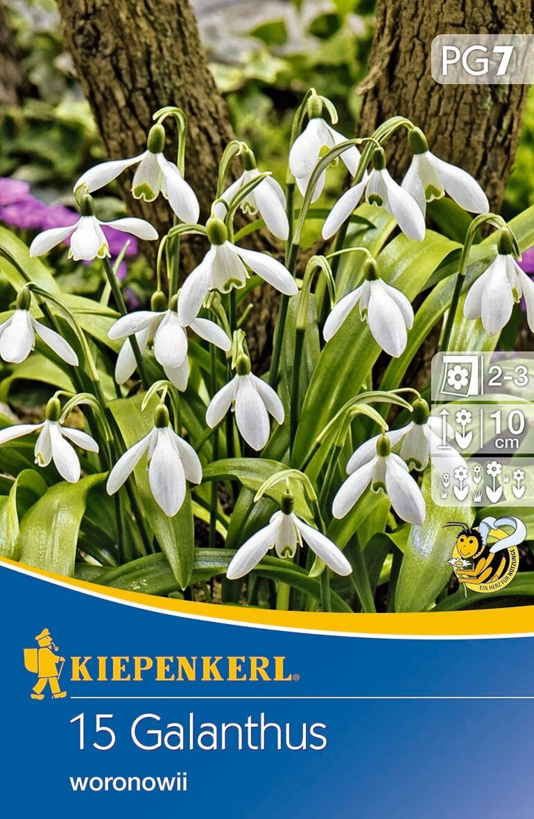 Flower bulb Snowdrop woronowii 15 pcs Kiepenkerl