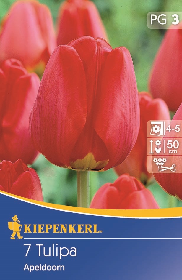 Tulipánhagyma Darwin-hybrid, Kiepenkerl Apeldoorn 7 db