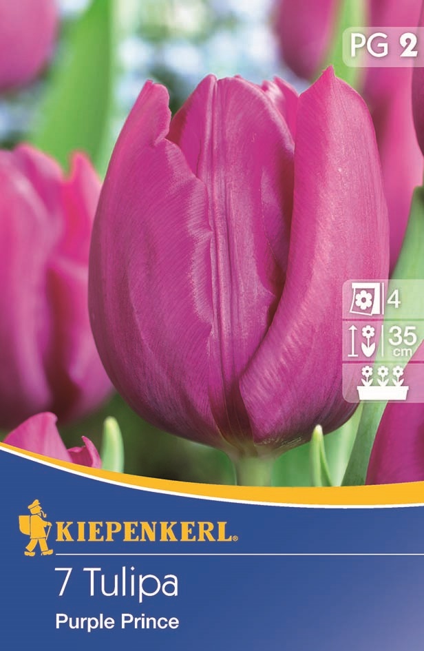 Tulip bulbs early, Kiepenkerl Purple Prince 7 pcs