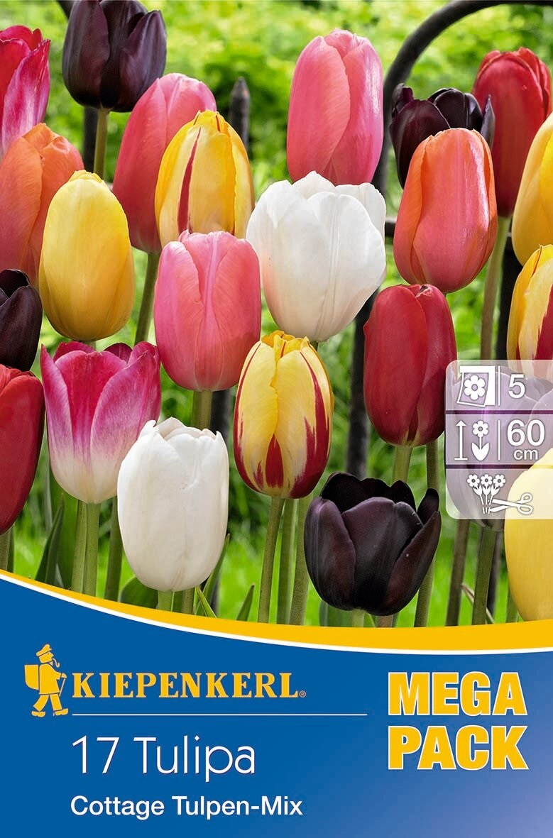 Virághagyma Tulipán Mega Pack Cottage Mix 17 db Kiepenkerl