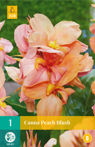 Virághagyma Canna Peach Blush 1 db JUB
