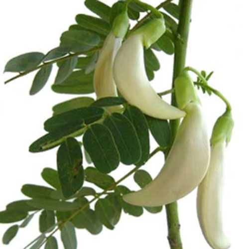 White-flowered Hummingbird (Sesbania grandiflora) 5 seeds