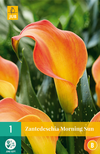 Virághagyma Kála (Zantedeschia) Morning Sun 1 db JUB