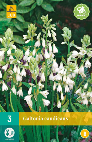 Virághagyma Galtonia Candicans (Nyári jácint) 3 db JUB