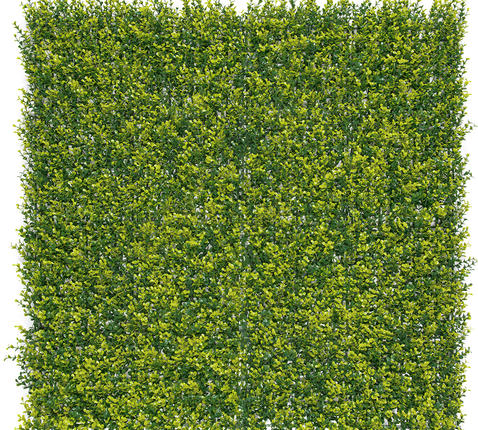 Zöldfal Buxus levelekkel Vertical Buxus 1mx1m