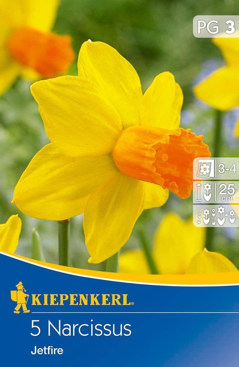 Bulb Botanical daffodil Jetfire 5 pcs, Kiepenkerl