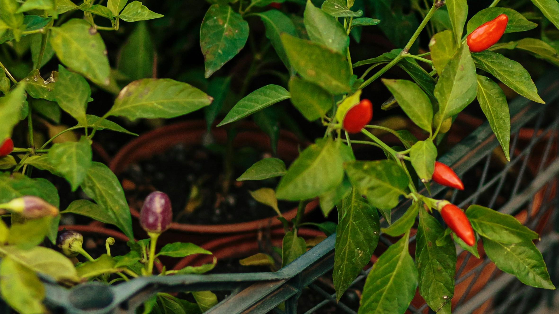 Így mentsd át a kedvenc paprikáidat a következő szezonra