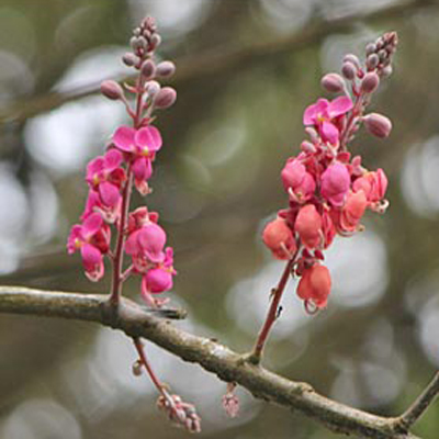 Pink Cassia (Cassia grandis) 5 seeds