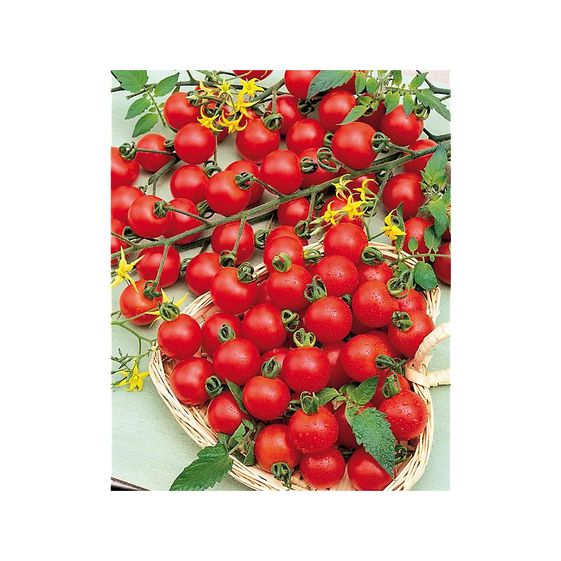 Tomato mix 6-pack of seedlings