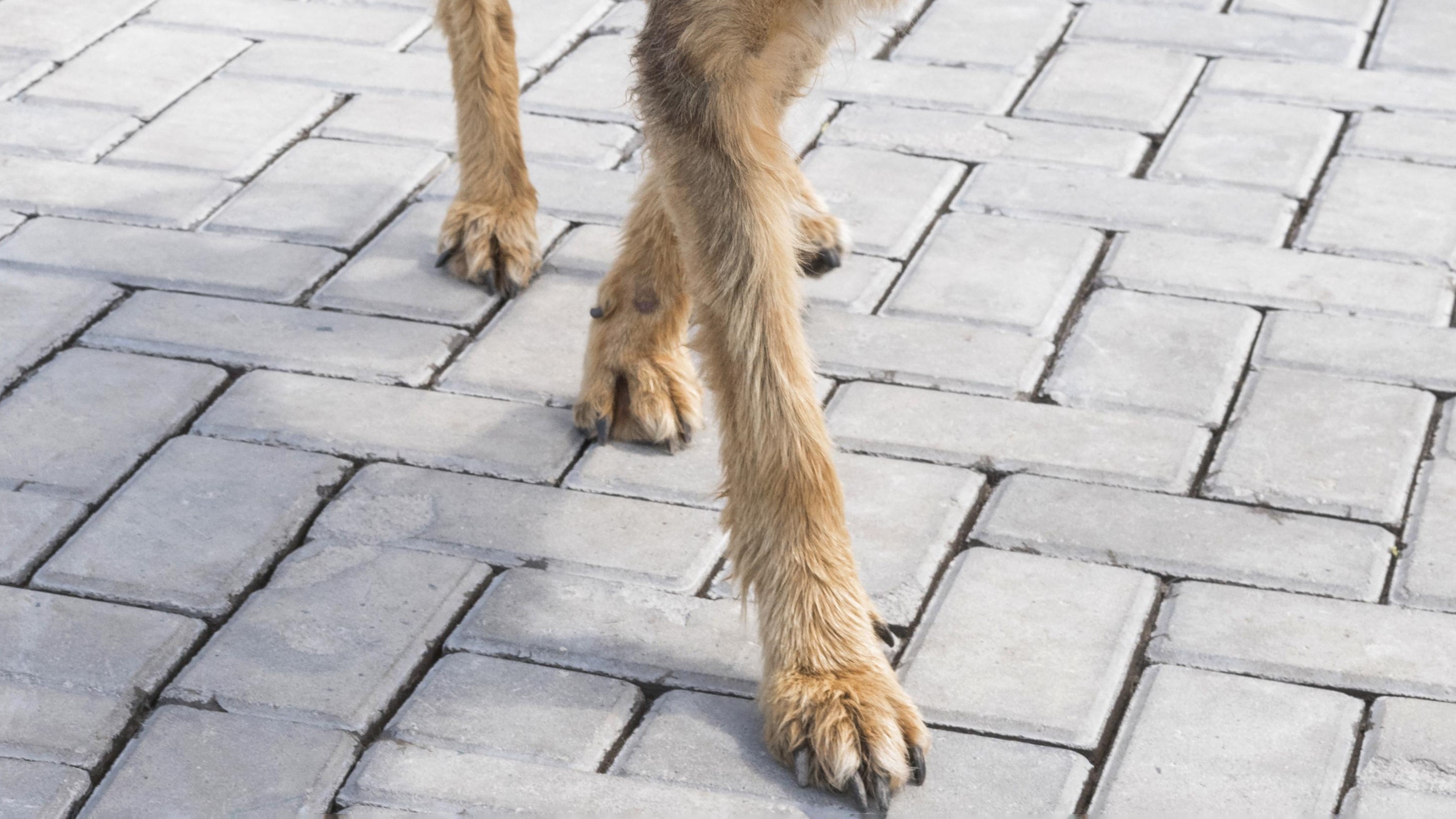 Kutyabarát kert: burkolatok a boldog mancsokért