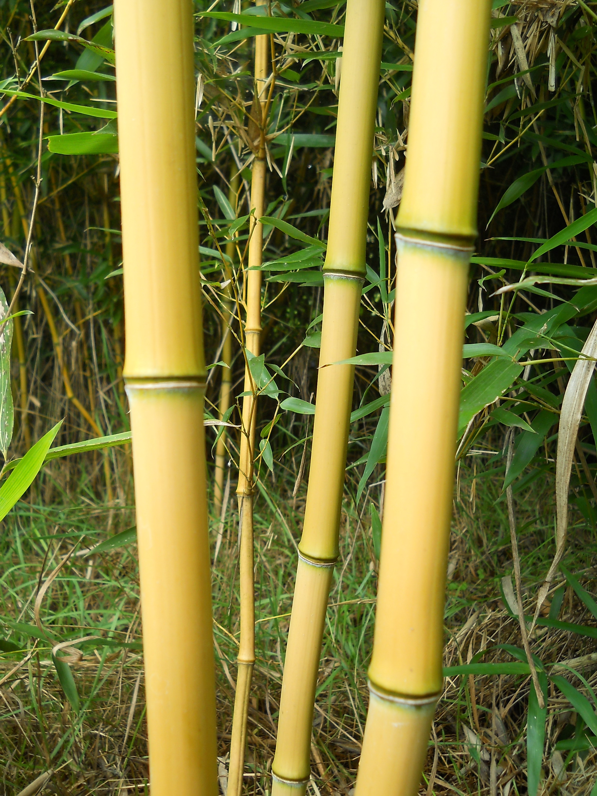 Bambuszkaró 120 cm 8-10 mm
