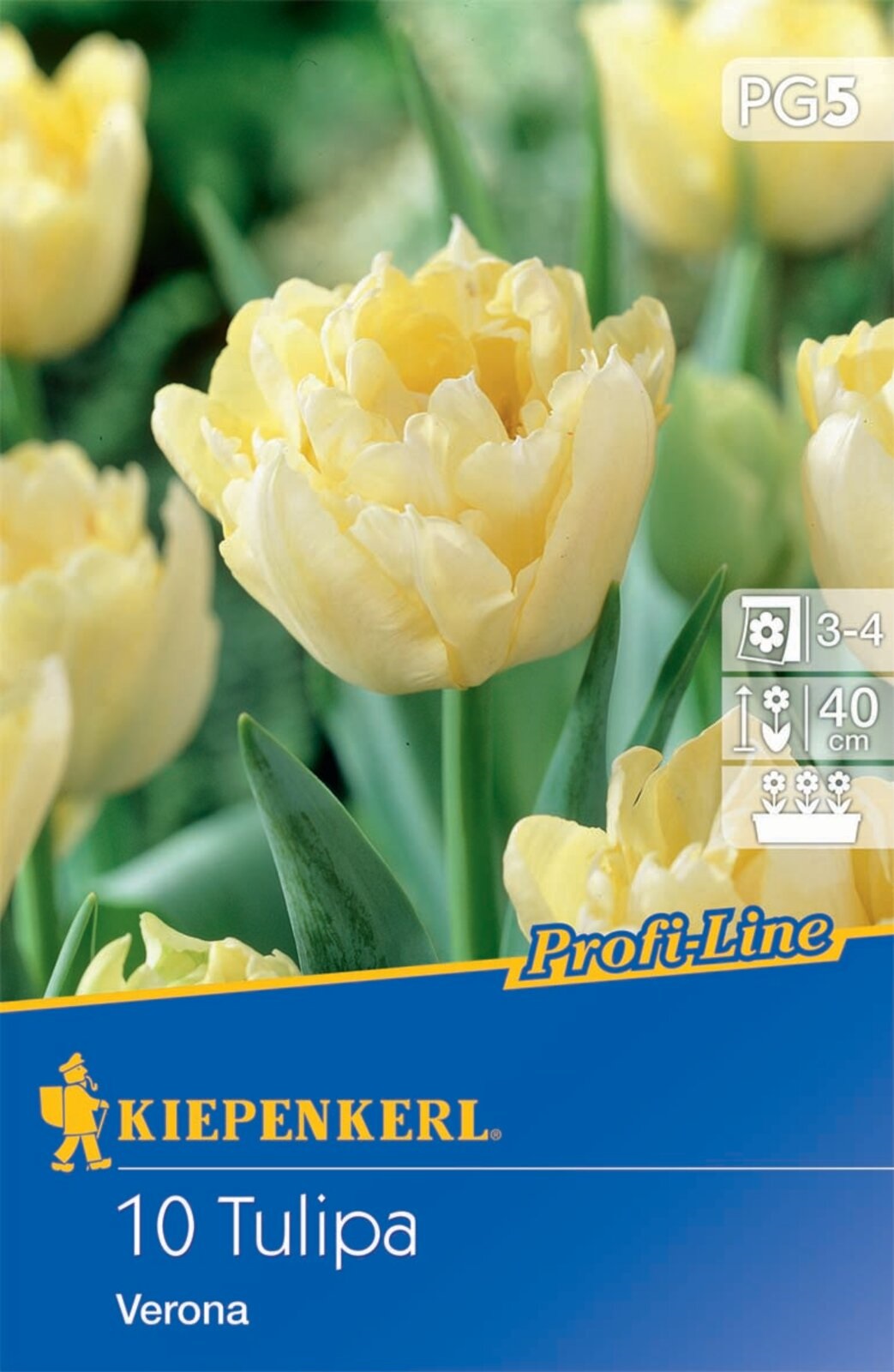 Flower bulb Tulip Verona Profi-Line Kiepenkerl 10 pcs