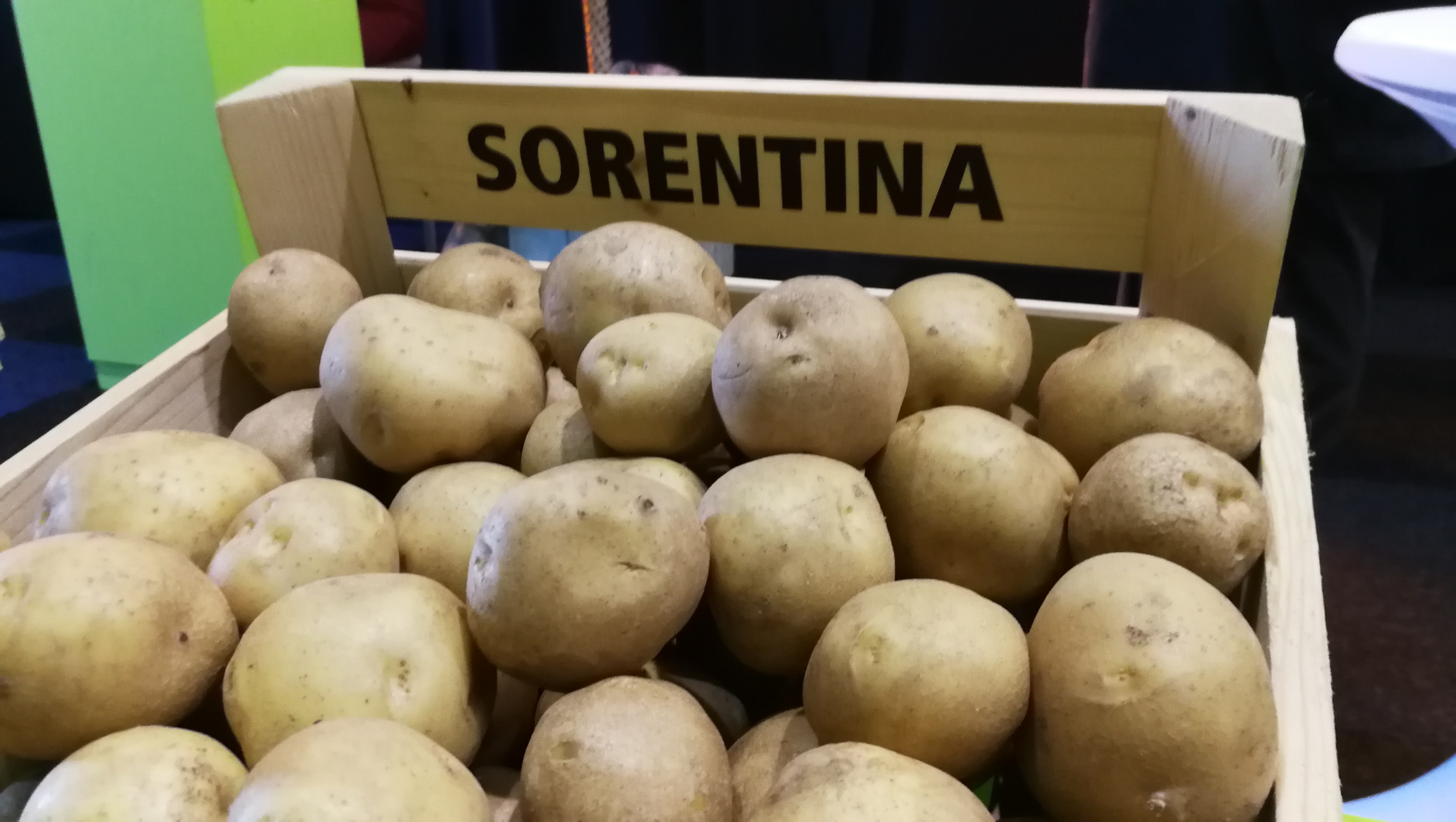Potato seed tuber for making potato chips "Sorentina" 50 pcs
