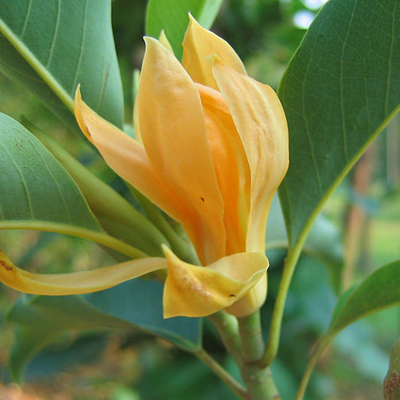 Liliomfa (Magnolia champaca) 5 szem