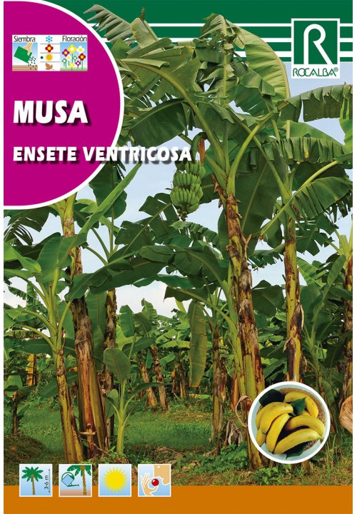 Banana (Musa ensete ventricosa) Rocalba 2 grains