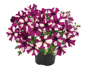 Petunia mix for balcony box 6 seedling pack